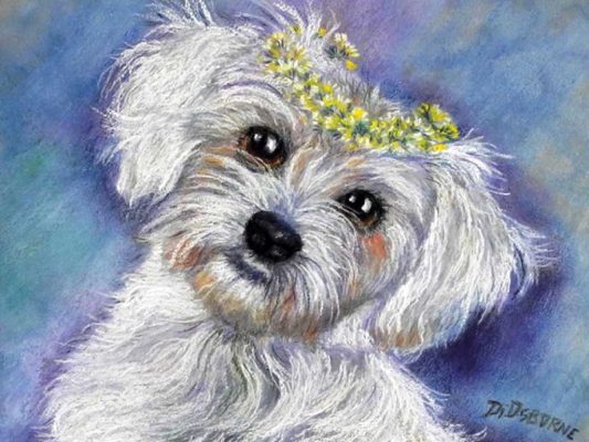 pencil pastel dog portrait example